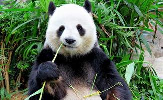 娱乐吃瓜酱功勋大熊猫,国宝传奇,熊猫界的明星风采